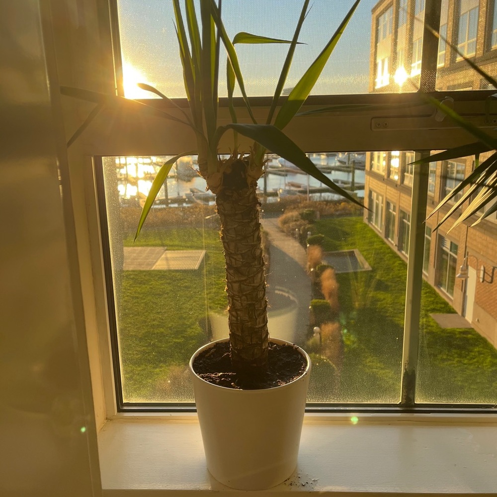 Mini palm tree - Picture 3 of 5